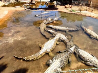 Krokodílí park a oslia farma