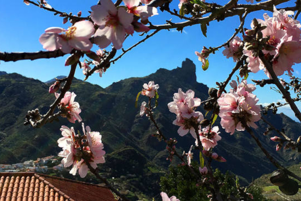 Fiestas del Almendro en Flor