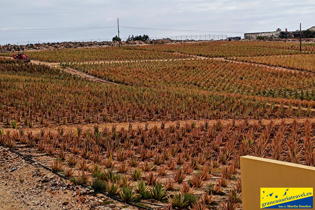 Aloe vera farma