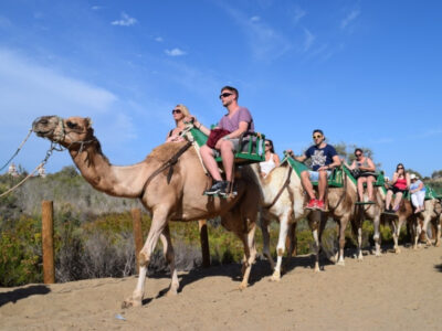 Maspalomas dunas camel ride